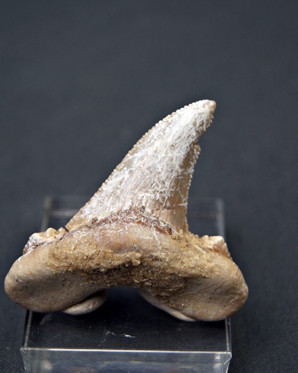 Diente de Otodus sokolovi
