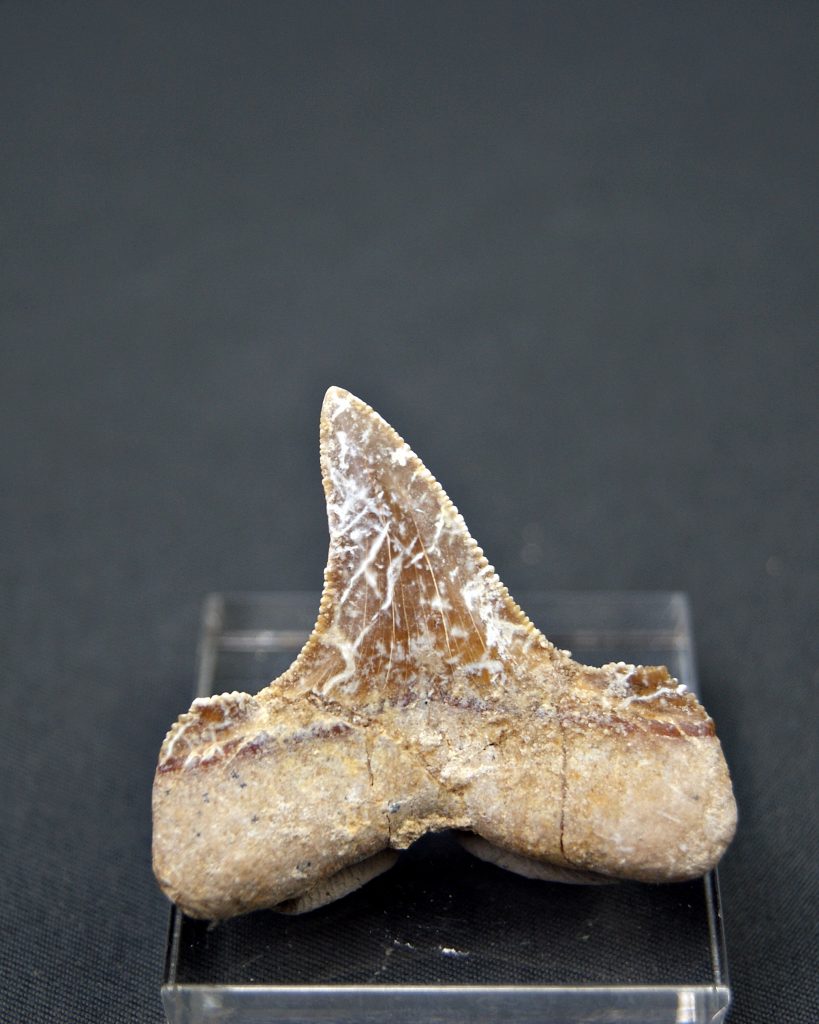 Otodus sokolovi