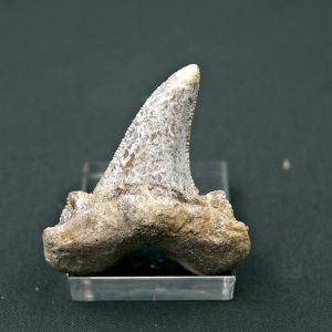 Diente Otodus sokolovi