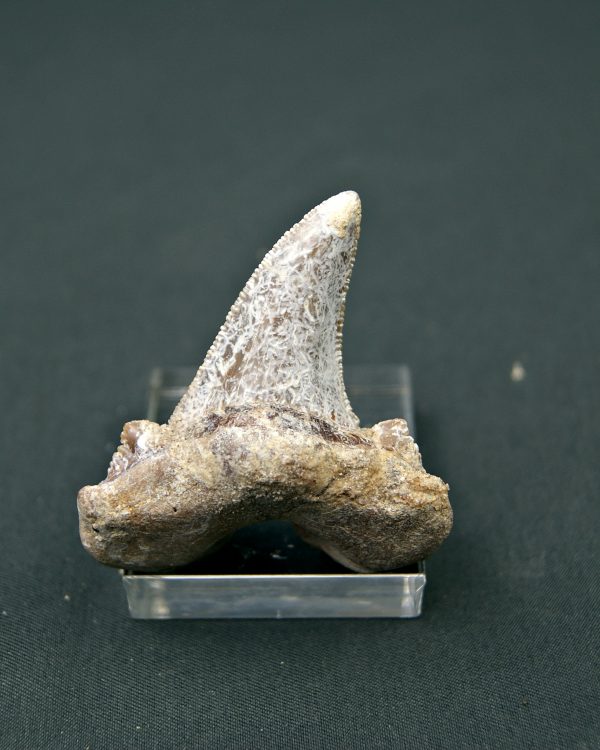 Diente Otodus sokolovi