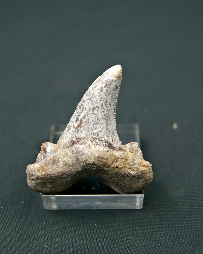 Diente Otodus sokolovi