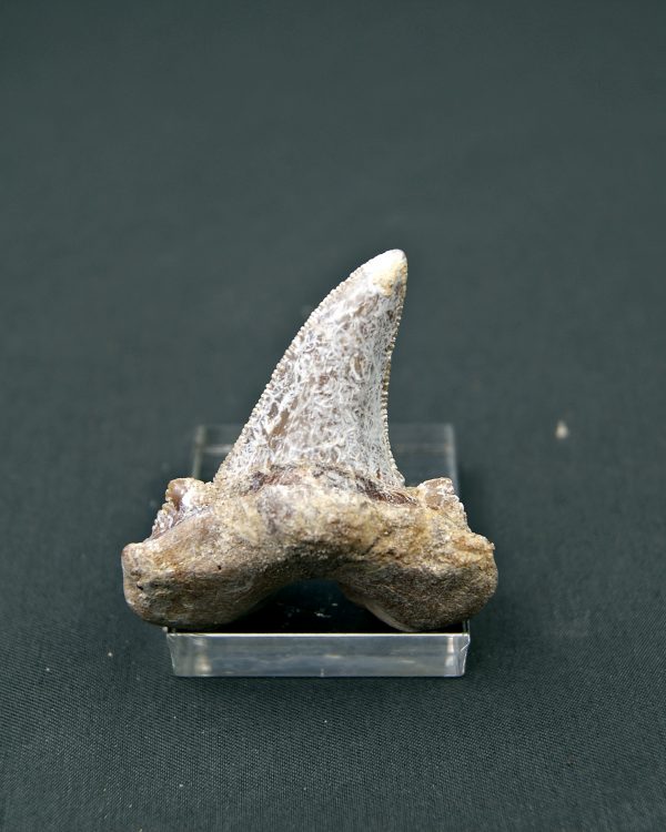 Diente Otodus sokolovi