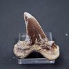 Diente Otodus sokolovi