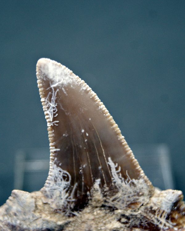 Diente Otodus sokolovi