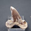 Diente Otodus sokolovi