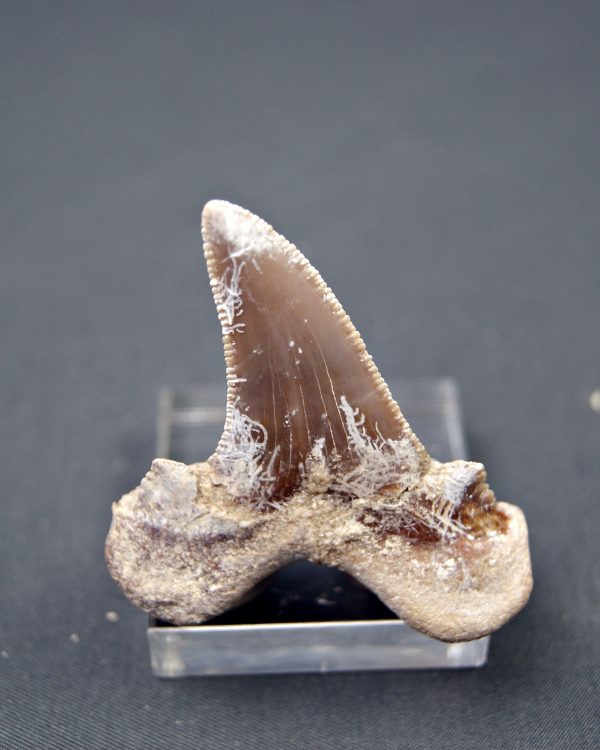 Diente Otodus sokolovi