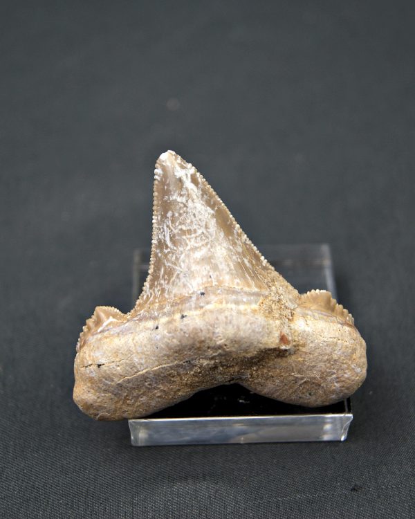 Diente Otodus sokolovi