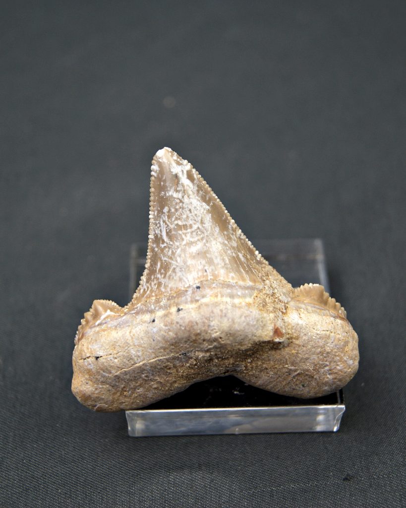Diente Otodus sokolovi
