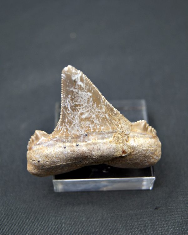 Diente Otodus sokolovi