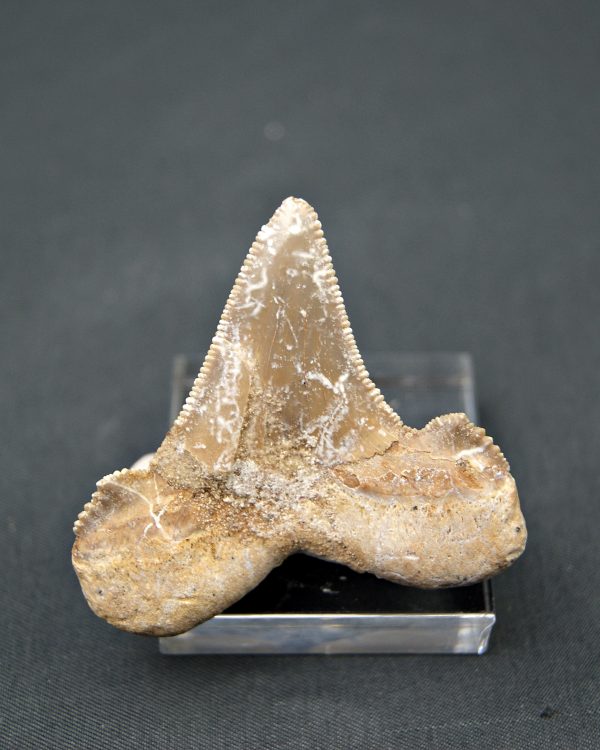 Diente Otodus sokolovi