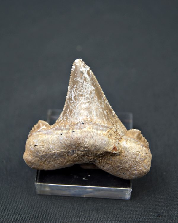 Diente Otodus sokolovi