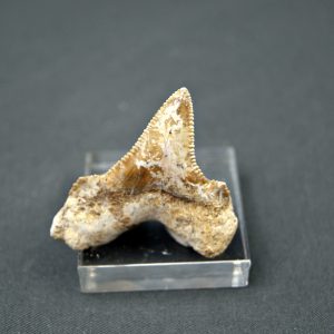 Diente de Otodus sokolovi