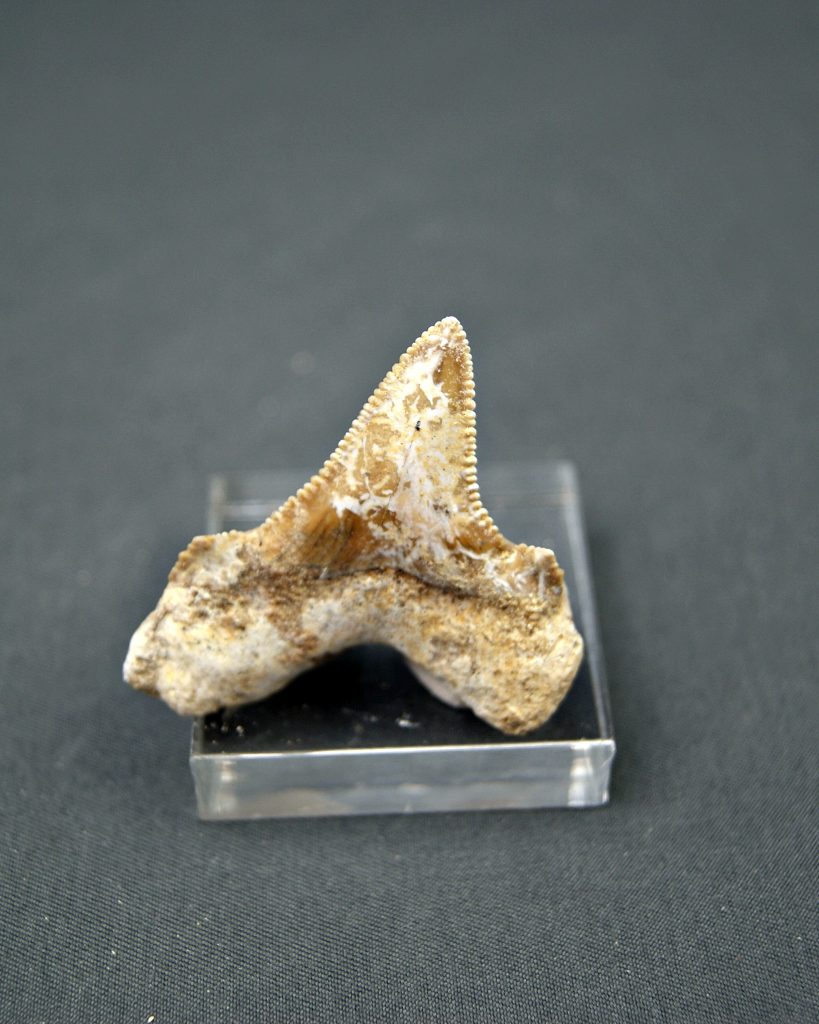Diente de Otodus sokolovi