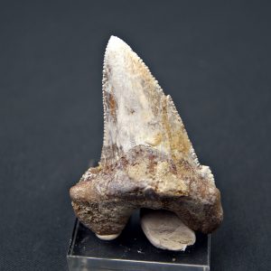 Diente de Otodus sokolovi