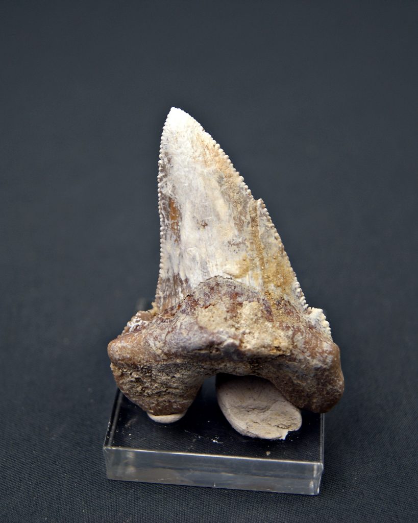 Diente de Otodus sokolovi