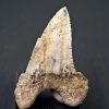 Diente de Otodus sokolovi