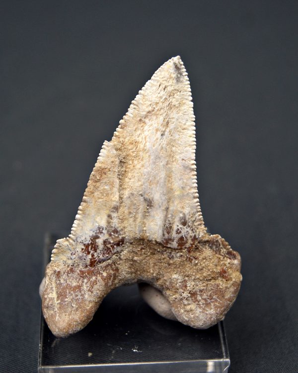 Diente de Otodus sokolovi