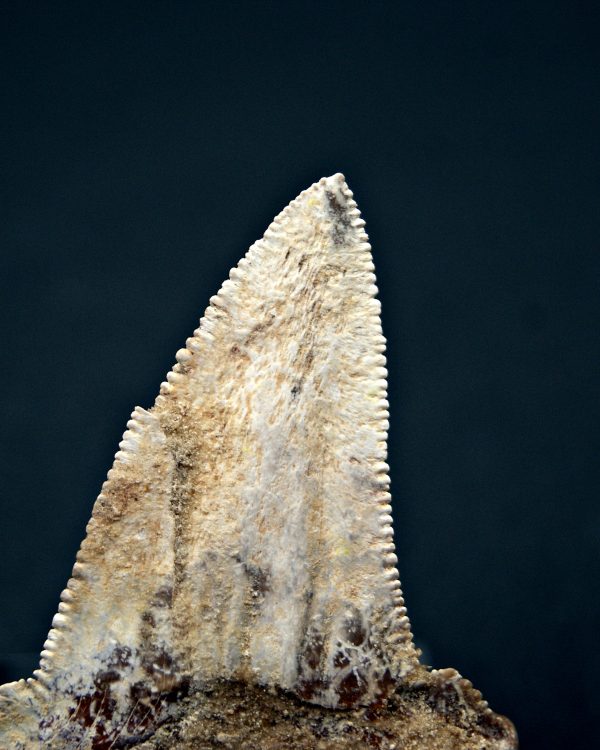 Diente de Otodus sokolovi