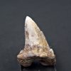 Diente de Otodus sokolovi