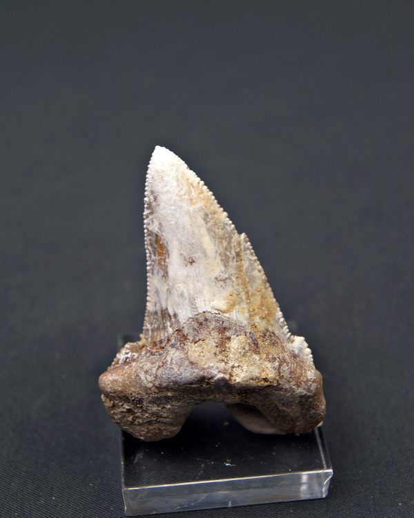 Diente de Otodus sokolovi