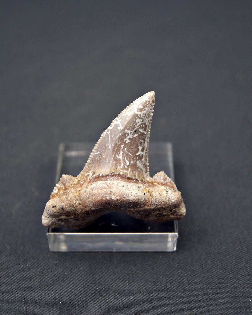 Otodus sokolovi aserrado