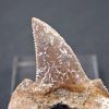 SONY DSC Otodus sokolovi aserrado