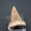 Palaeocarcharodon orientalis