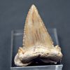 Palaeocarcharodon orientalis