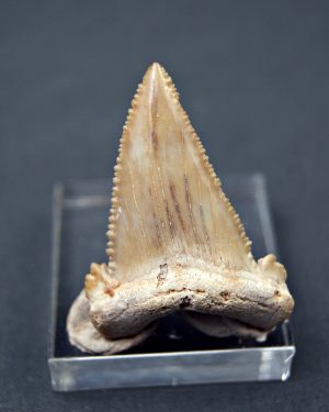 Palaeocarcharodon orientalis