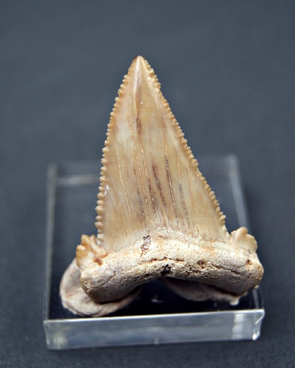 Palaeocarcharodon orientalis