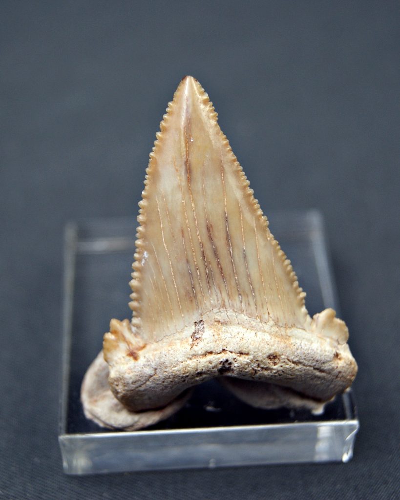 Palaeocarcharodon orientalis