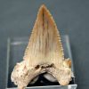 Palaeocarcharodon orientalis
