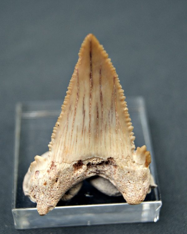 Palaeocarcharodon orientalis