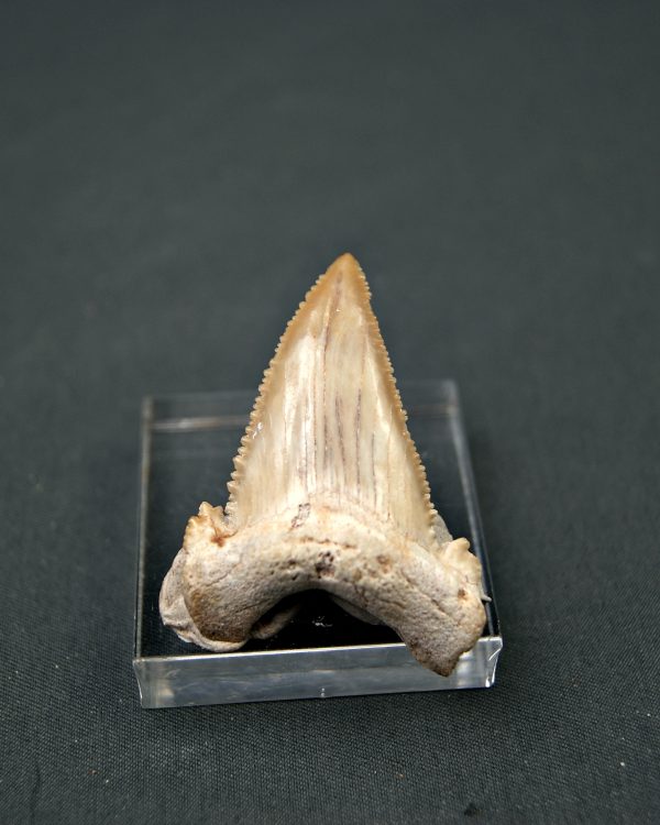 Palaeocarcharodon orientalis