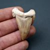 Palaeocarcharodon orientalis
