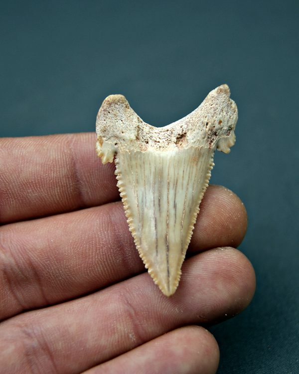 Palaeocarcharodon orientalis