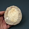 Mandíbula de Eodiaphyodus granulosus