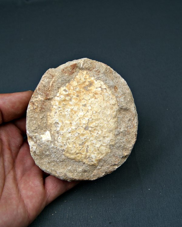 Mandíbula de Eodiaphyodus granulosus