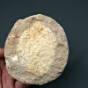 Mandíbula de Eodiaphyodus granulosus