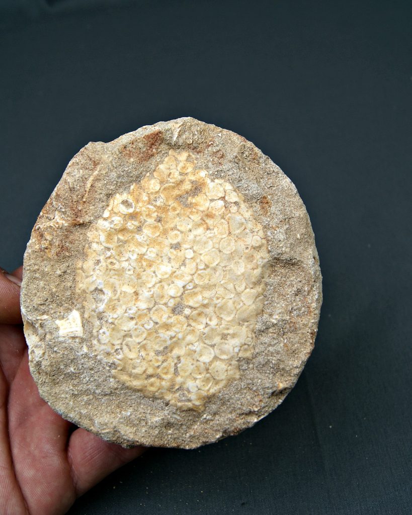 Mandíbula de Eodiaphyodus granulosus