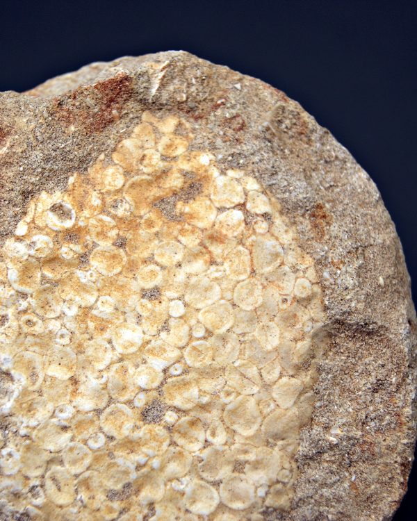 Mandíbula de Eodiaphyodus granulosus