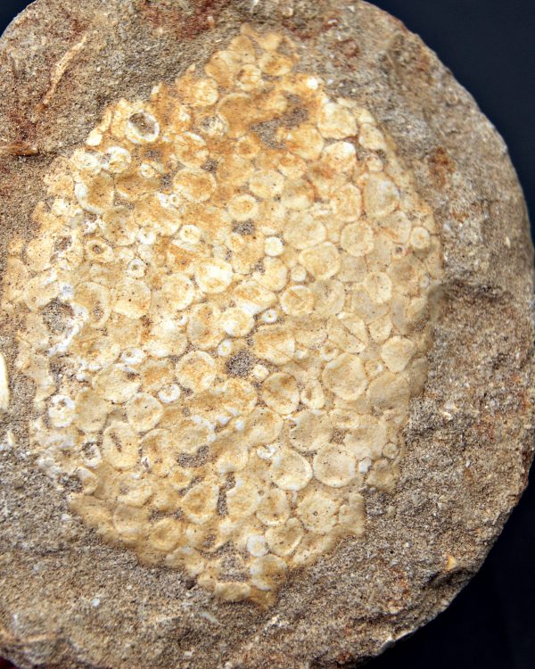 Mandíbula de Eodiaphyodus granulosus
