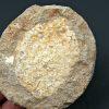 Mandíbula de Eodiaphyodus granulosus