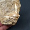 Enchodus lybicus en matriz