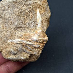 Enchodus lybicus en matriz