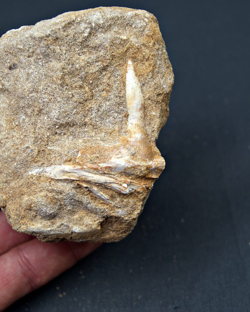 Enchodus lybicus en matriz
