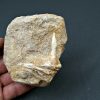 Enchodus lybicus en matriz