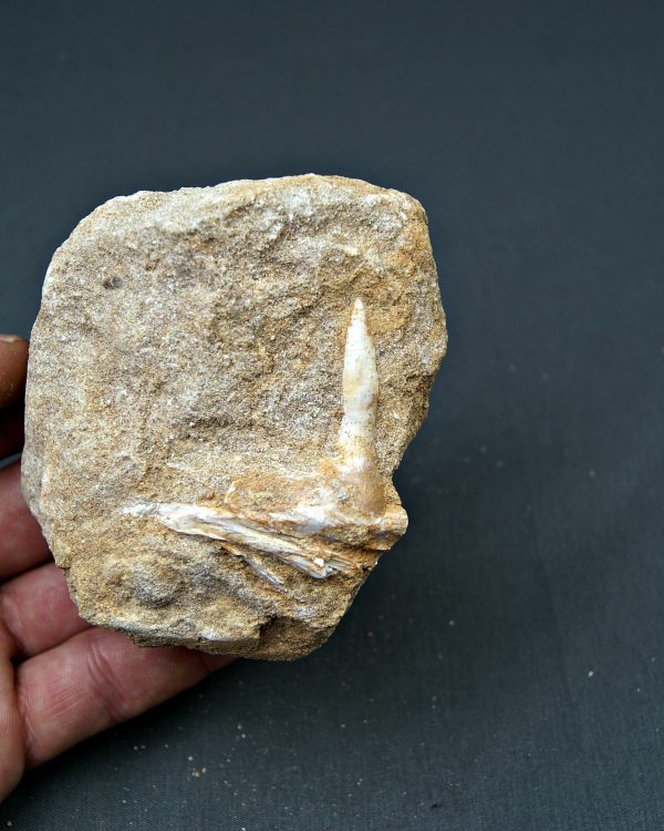 Enchodus lybicus en matriz