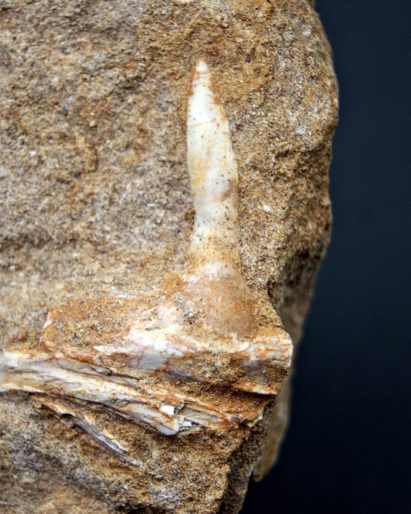 Enchodus lybicus en matriz
