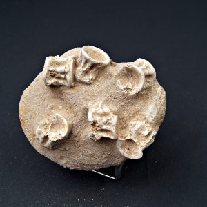 Esqueleto parcial de Enchodus lybicus